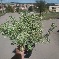 Абелия/ Abelia x grandiflora 'Confetti', снимка 6 - Разсади - 37551962