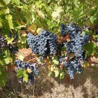 Продавам грозде сорт Каберне-1 лв -Тополовград, снимка 1 - Други - 29933115