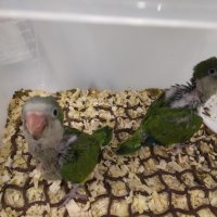 Ръчно хранени папагали Монах и корели, снимка 4 - Папагали - 40634171