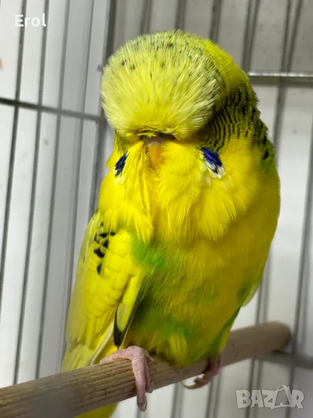 Продавам Изложбени вълнисти папагали, снимка 1