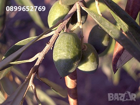 Гръцка маслина Мегарон, снимка 1