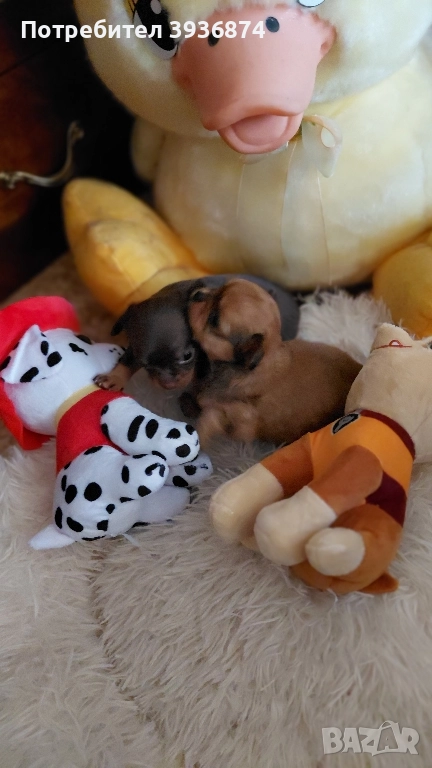 чихуаха бонбони, снимка 1