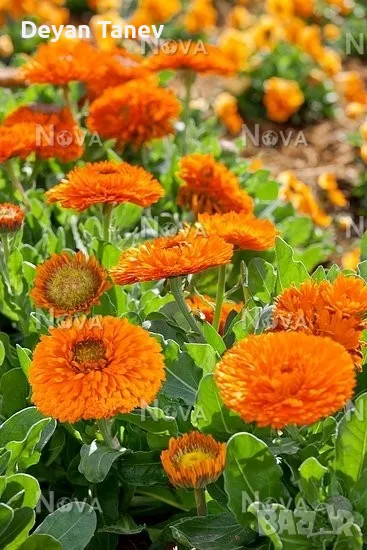 Разсад Невен 1 брой /1 лв., снимка 1