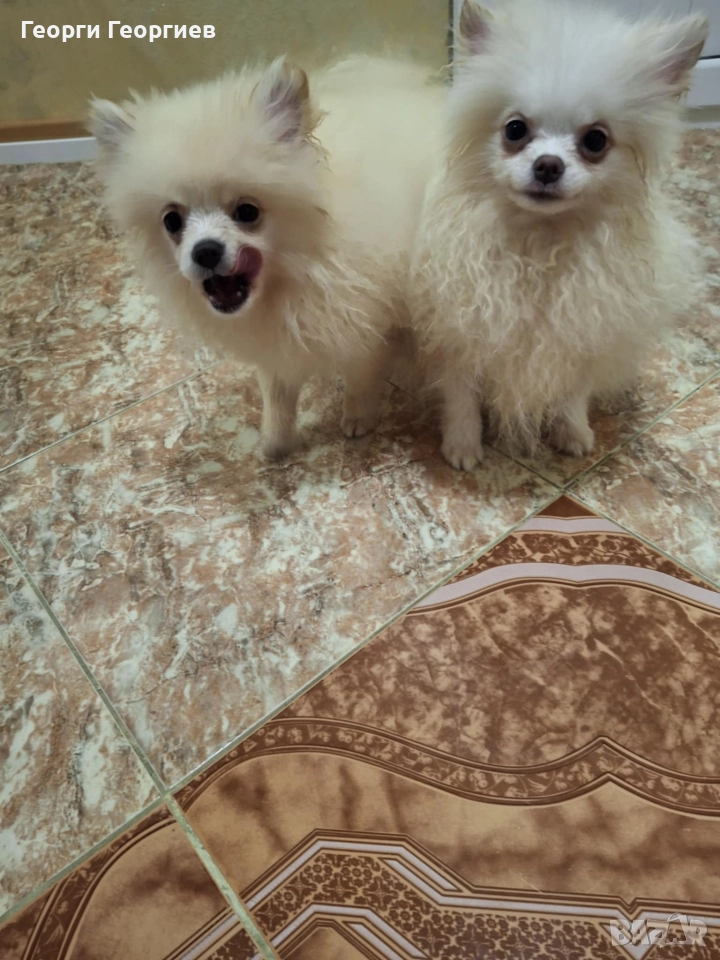 Две мини момченца на 77 дни със ваксини и паспор.Външно и вътрешно обезпаразитени., снимка 1