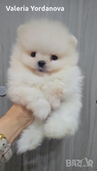 мини Померан , снимка 1