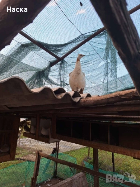 Продавам пауни! , снимка 1