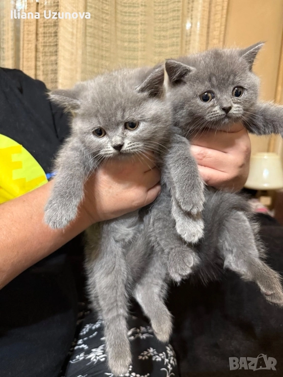 Уникални британски котенца , снимка 1