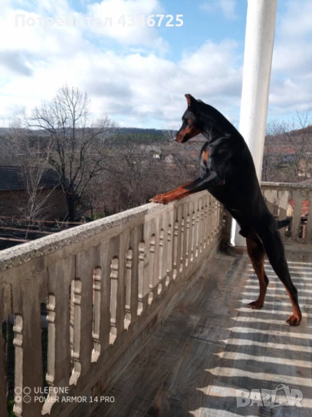 Доберман си търси приятелка , снимка 1