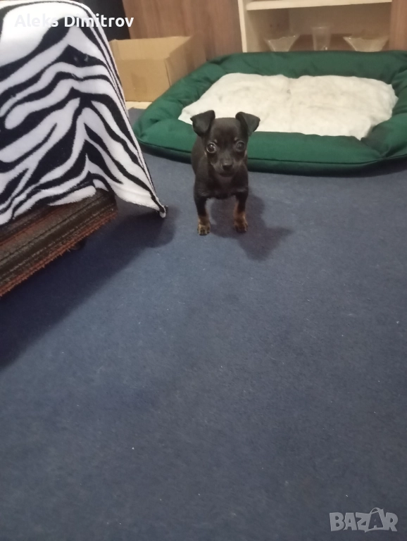 продавам чихопинчер , снимка 1