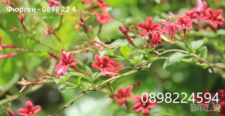 Жасмин - Студоустойчив, снимка 1