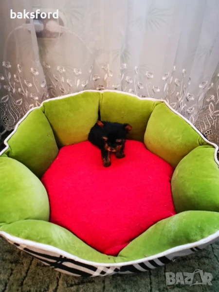 йорки бебе, снимка 1