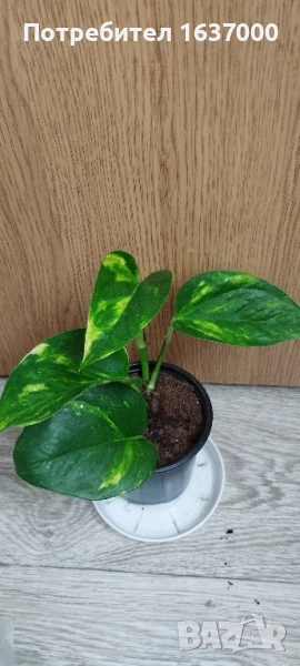 Епипремнум Aureum , снимка 1