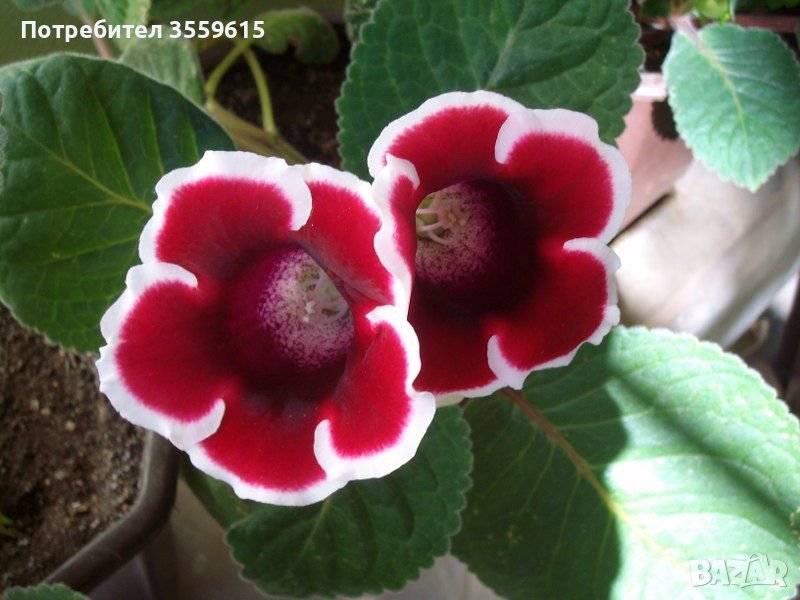 луковици на глоксиния , снимка 1