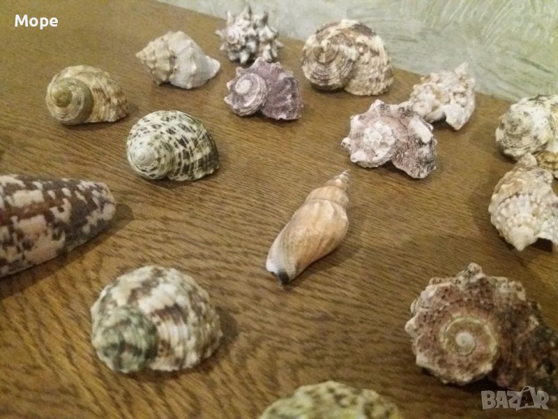 Лот Раковина Рапани , снимка 1