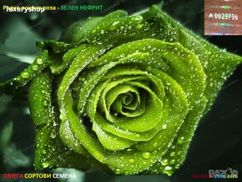 Рядък сорт семена на зелена, роза, " Нефрит " "Rare, Rose, Seeds, 25/, снимка 1