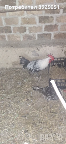 Продавам петел Сребърен Бракел, снимка 1