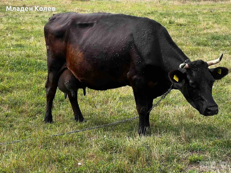 Продавам 2 стелни крави, снимка 1