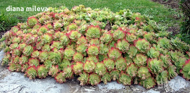 Седум палмери, Sedum palmeri, студоустойчив 