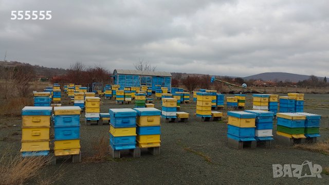 Многокорпусни кошери със пчелни семейства, снимка 3 - За пчели - 44263856