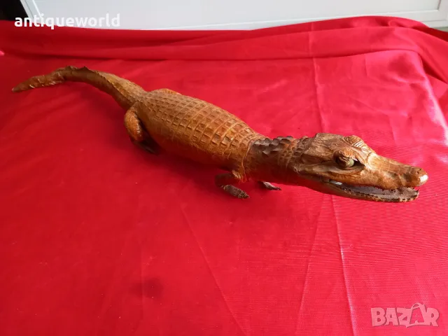 Препариран КРОКОДИЛ, Кайман