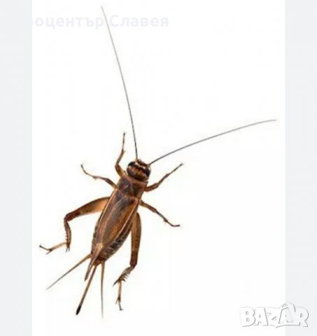 Щурци,брашнен червей,морио.храна за екзотични животни  