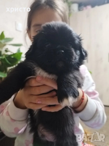 Чистокръвни Пекинези!!, снимка 6 - Пекинез - 52438303