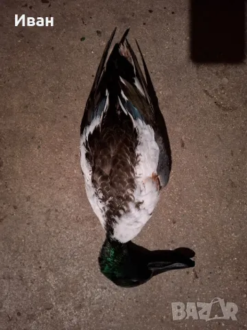 Птици за препариране , снимка 2 - други­ - 33834131