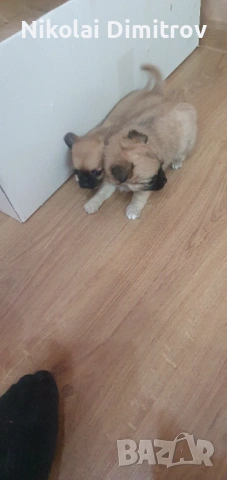 Чихуа  , снимка 2 - Чихуахуа - 54241907