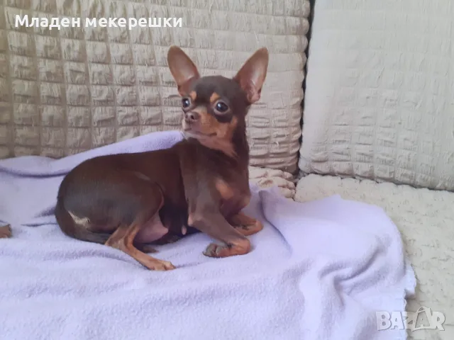 Раковски много сладки мъничета, снимка 3 - Пинчер - 55736768