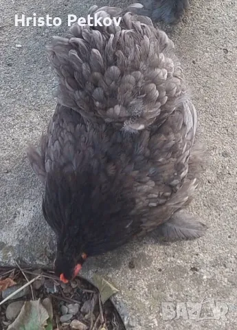 Пронавам Петли и Чифтове Мини Кохин , снимка 5 - Кокошки и пуйки - 49882931