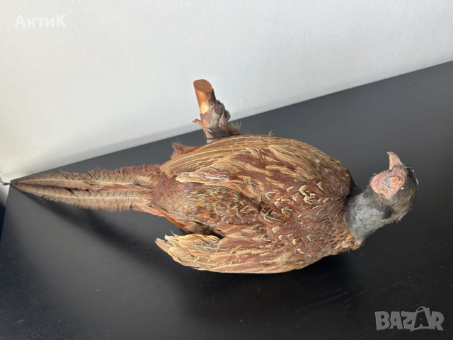 Препариран Фазан , снимка 6 - Други ценни предмети - 51683019