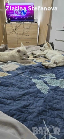 „Дом. Семейство, снимка 4 - Други - 52925171