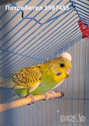 Продавам млади вълнисти папагали. Излюпени на 20.10.2025., снимка 5 - Папагали - 52593477