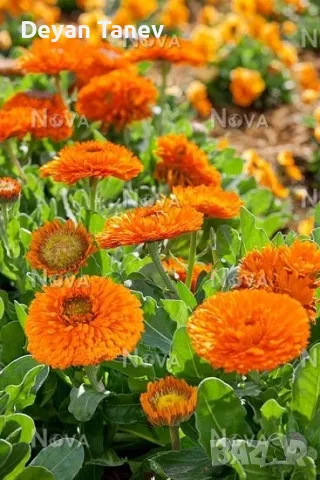 Разсад Невен 1 брой /1 лв., снимка 1