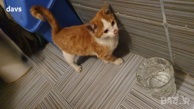 Намерено - Рижаво мъниче спешно търси дом, снимка 12 - Други - 52807638