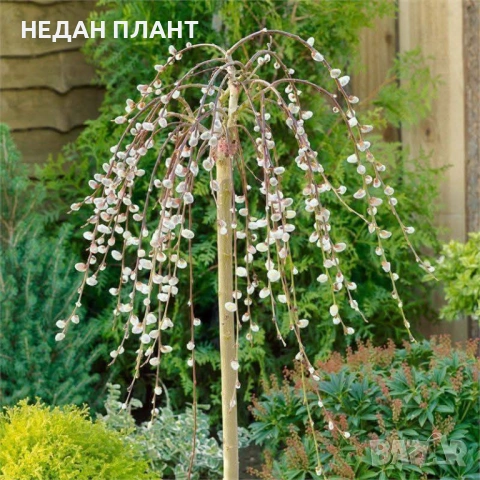 Плачеща върба