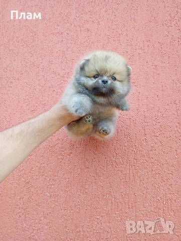 Мъжки Померан, снимка 5 - Померан - 54354486