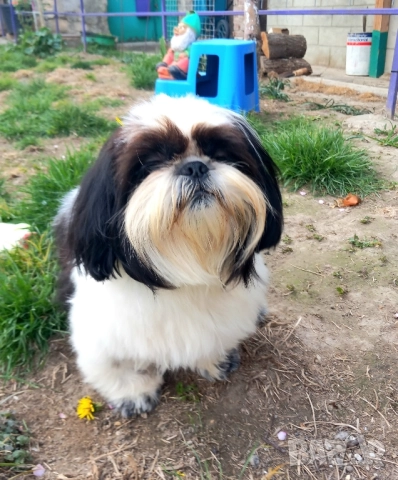 малки кученца порода Ши тцу , снимка 7 - Ши Тцу - 52564552