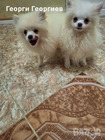 Две мини момченца на 77 дни със ваксини и паспор.Външно и вътрешно обезпаразитени.