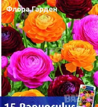 ЛУКОВИЦИ Ирис, Анемоне, Ранункулус, Минзухар, снимка 18 - Сортови семена и луковици - 56018945