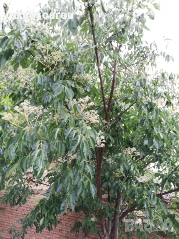 Продавам фиданки от медоносното дърво на пчеларя Еводия Даниели разсад дръвчета Еводиа за медосбор, снимка 9 - Разсади - 49271516