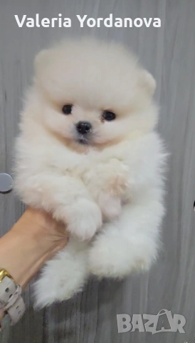 мини Померан , снимка 1