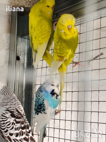 Продавам различни видове папагали, снимка 3 - Папагали - 54180718