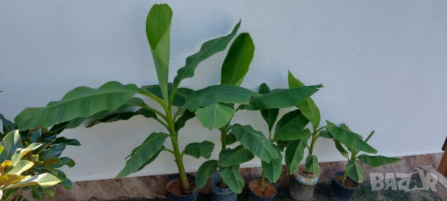 Студеноустойчиви Банани Муса Баджо , снимка 3 - Градински цветя и растения - 51379805