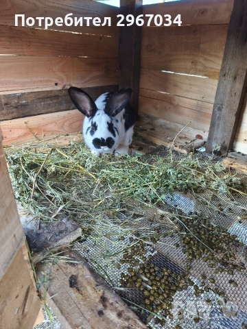 зайци , снимка 3 - Декоративни зайчета - 52909538