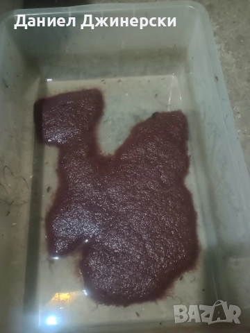 Замразен тубифекс, снимка 9 - Аквариуми - 52833024