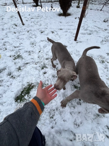 Ваймаранери , снимка 6 - Ваймаранер - 52127018