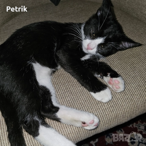 ще го дадем в добри ръце, снимка 15 - Други - 51323889