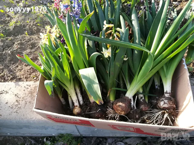 зюмбюл с луковица в саксия с почва 1004251448, снимка 3 - Градински цветя и растения - 49845811