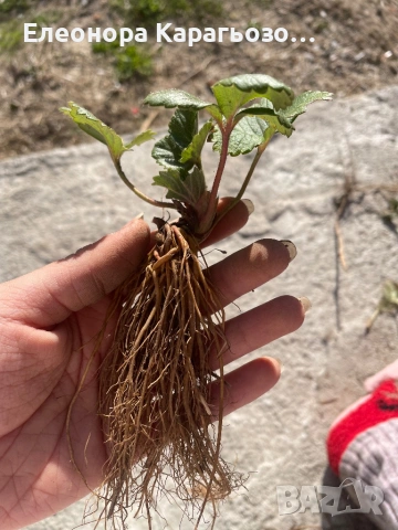 Качествен разсад ягоди и малини, снимка 2 - Разсади - 53879236